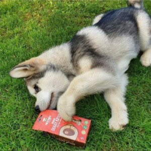 Friandises pour chien à la viande naturelles